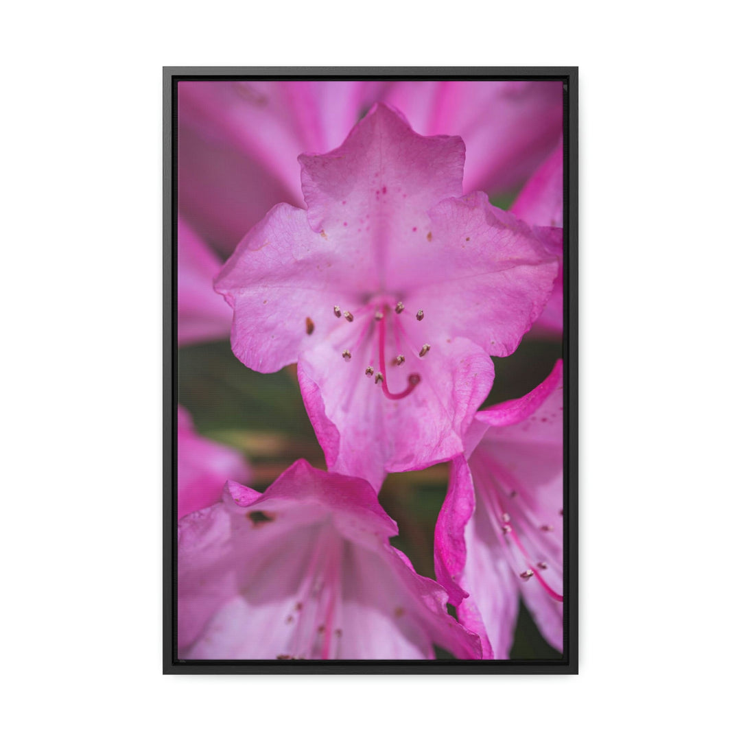 Soft Pinks - Canvas with Frame - Visiting This World