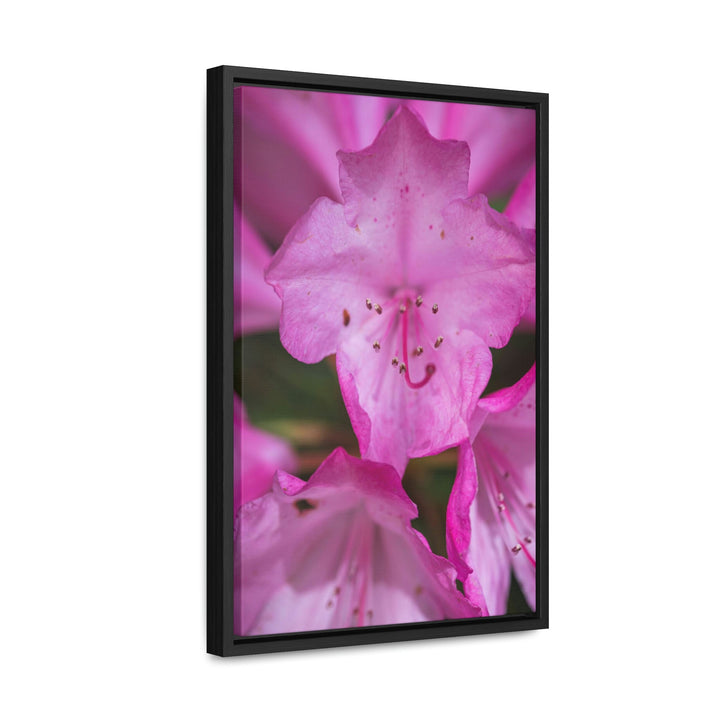 Soft Pinks - Canvas with Frame - Visiting This World