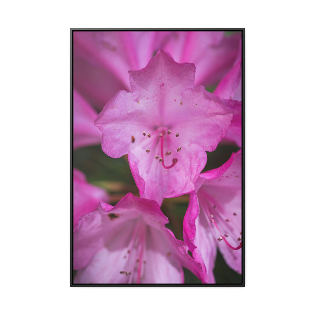 Soft Pinks - Canvas with Frame - Visiting This World