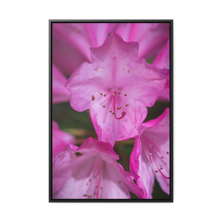 Soft Pinks - Canvas with Frame - Visiting This World