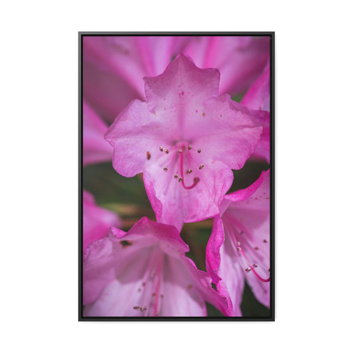 Soft Pinks - Canvas with Frame - Visiting This World