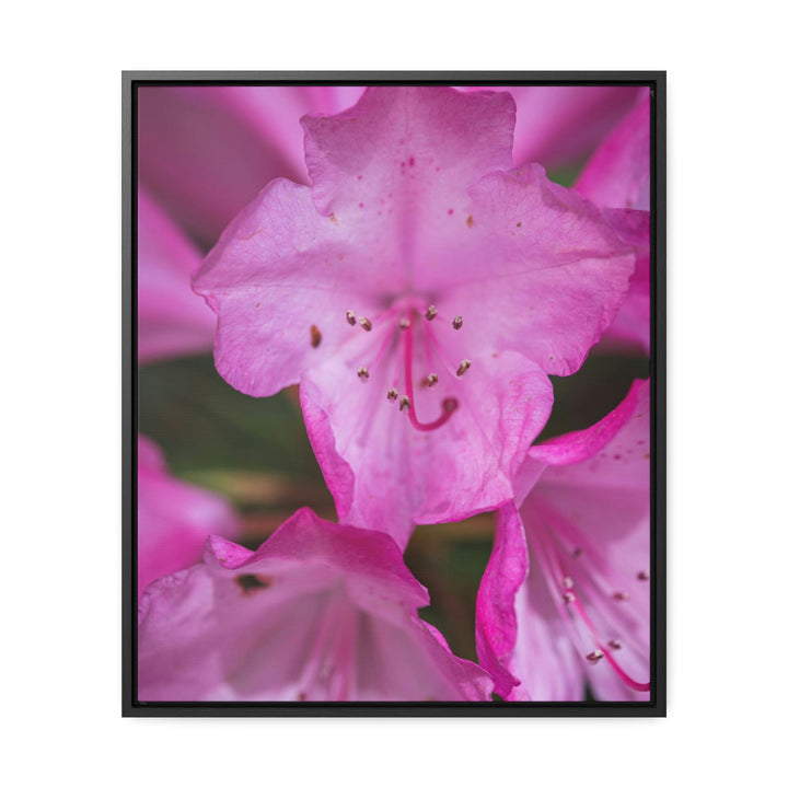 Soft Pinks - Canvas with Frame - Visiting This World