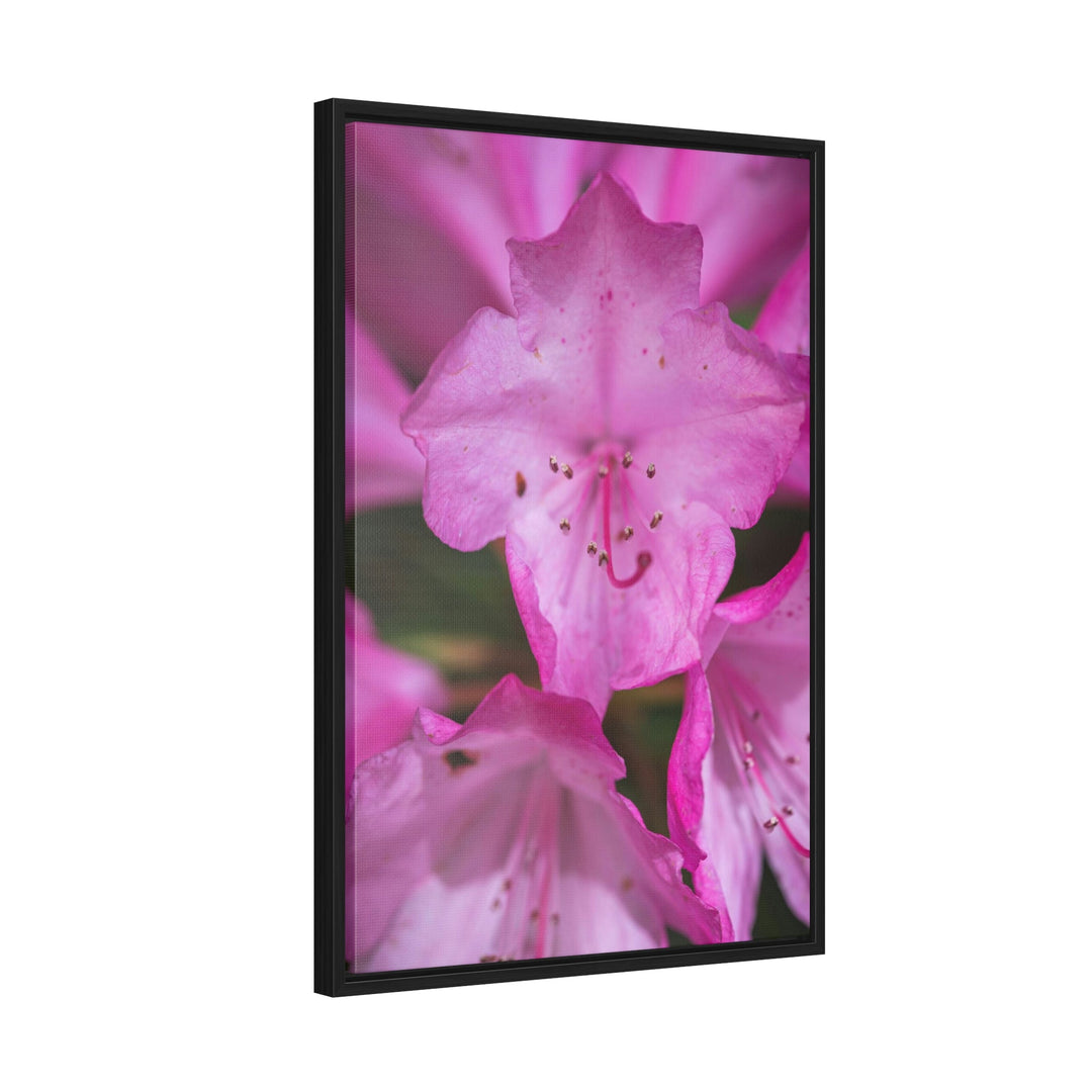 Soft Pinks - Canvas with Frame - Visiting This World