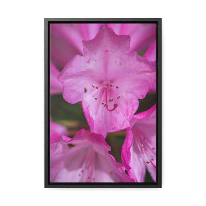 Soft Pinks - Canvas with Frame - Visiting This World