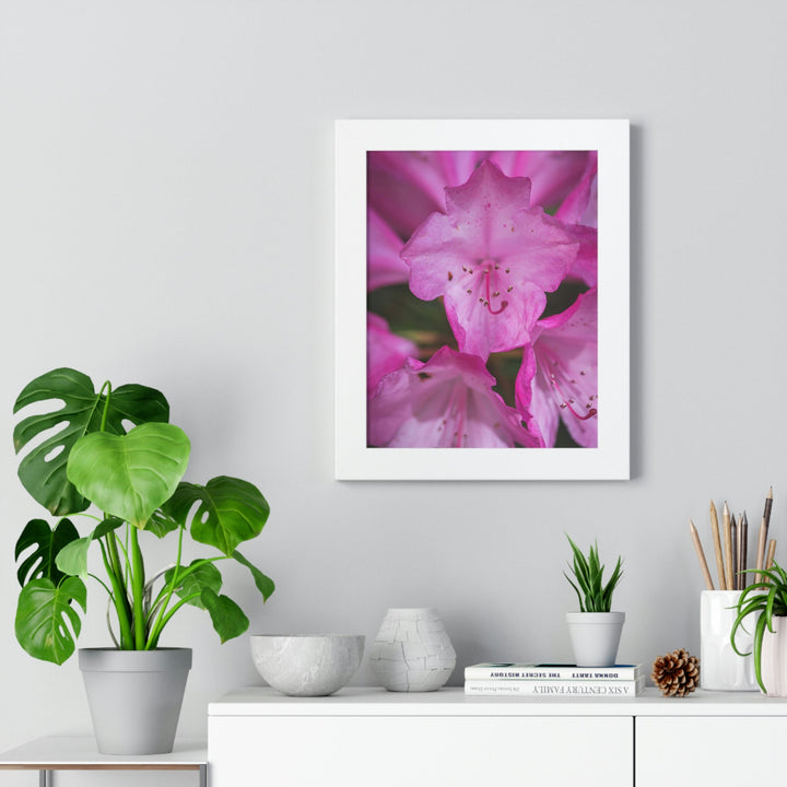 Soft Pinks - Framed Print - Visiting This World