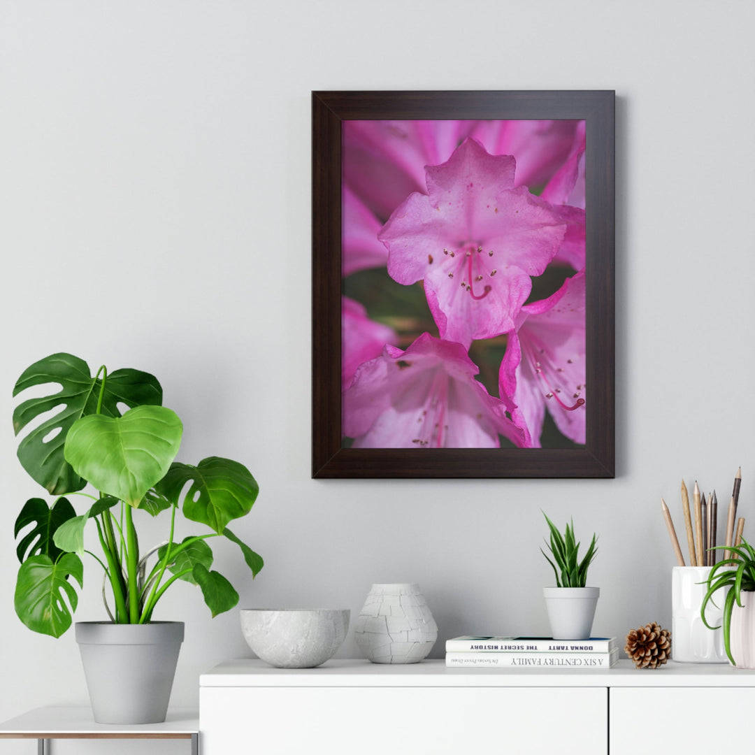 Soft Pinks - Framed Print - Visiting This World