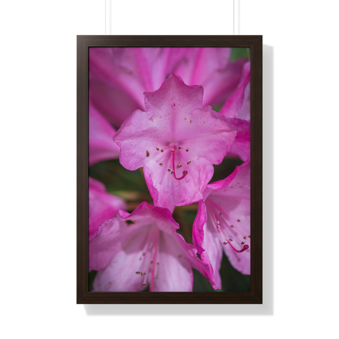 Soft Pinks - Framed Print - Visiting This World