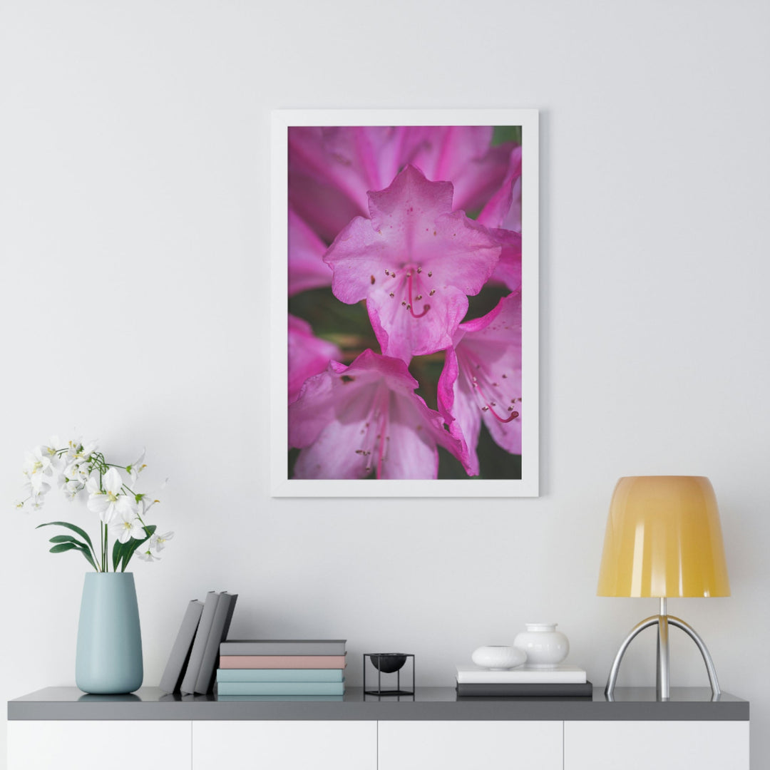 Soft Pinks - Framed Print - Visiting This World