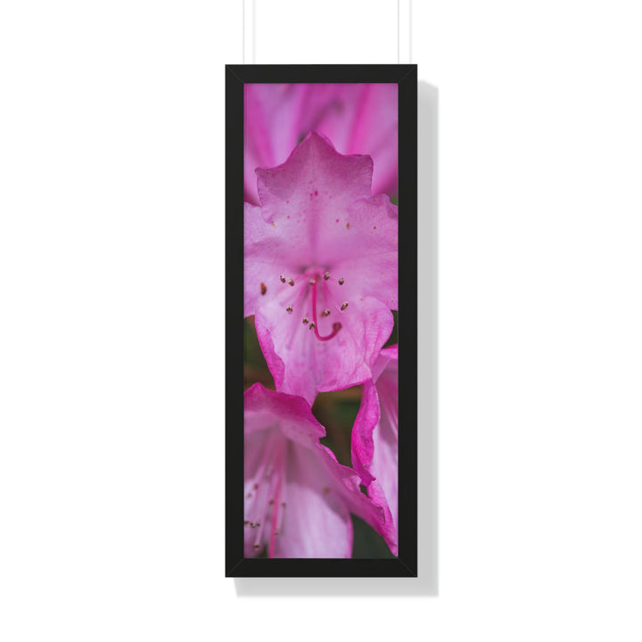 Soft Pinks - Framed Print - Visiting This World