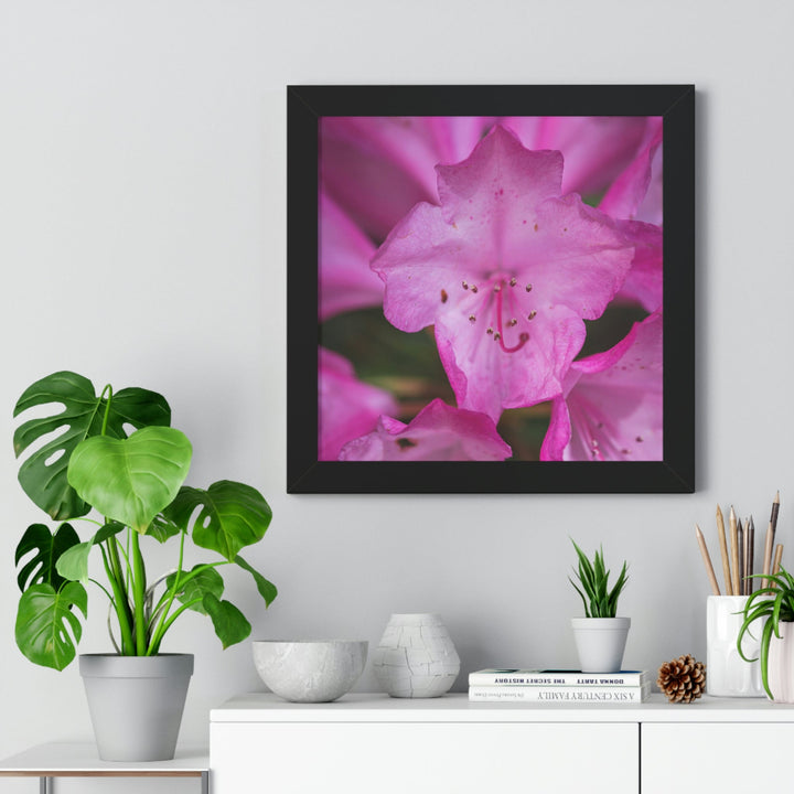 Soft Pinks - Framed Print - Visiting This World