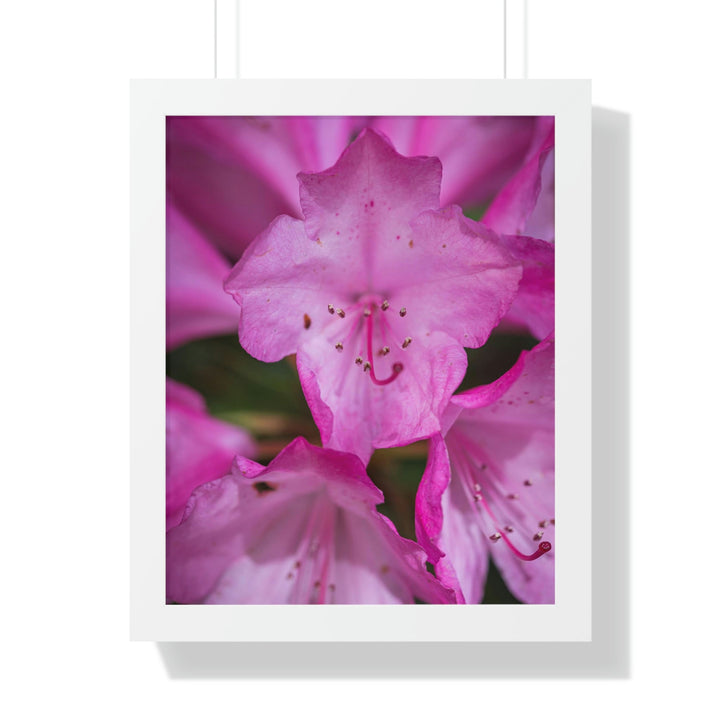 Soft Pinks - Framed Print - Visiting This World