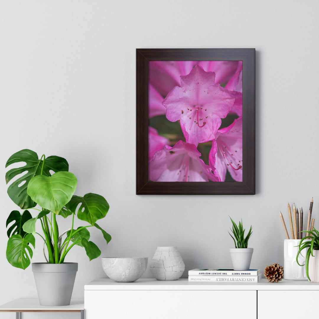 Soft Pinks - Framed Print - Visiting This World