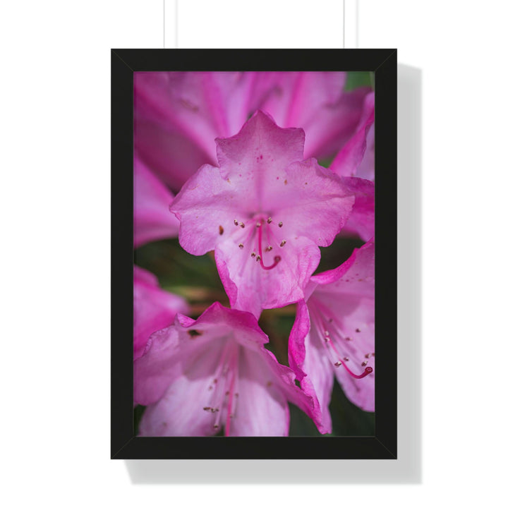 Soft Pinks - Framed Print - Visiting This World