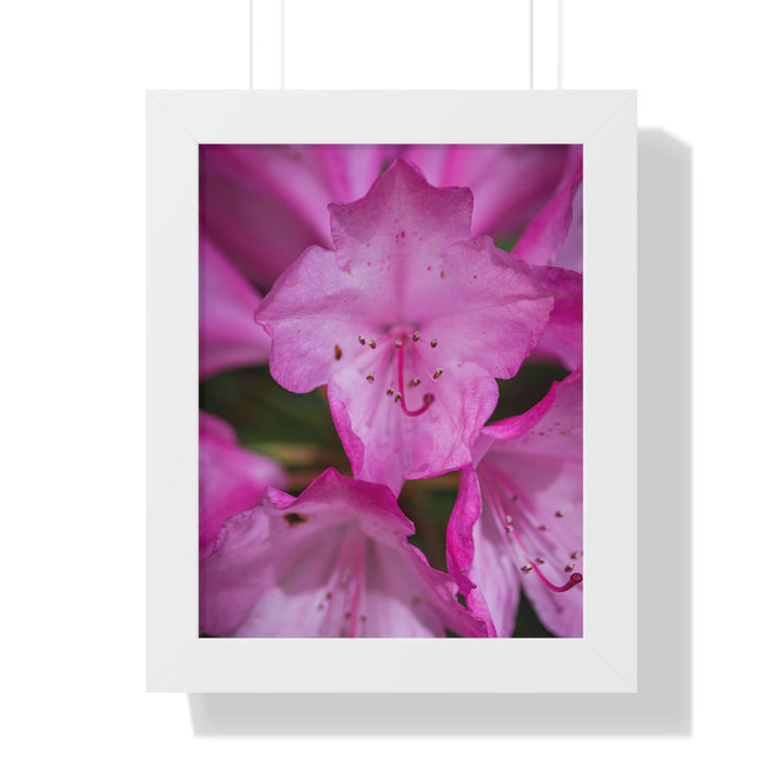 Soft Pinks - Framed Print - Visiting This World