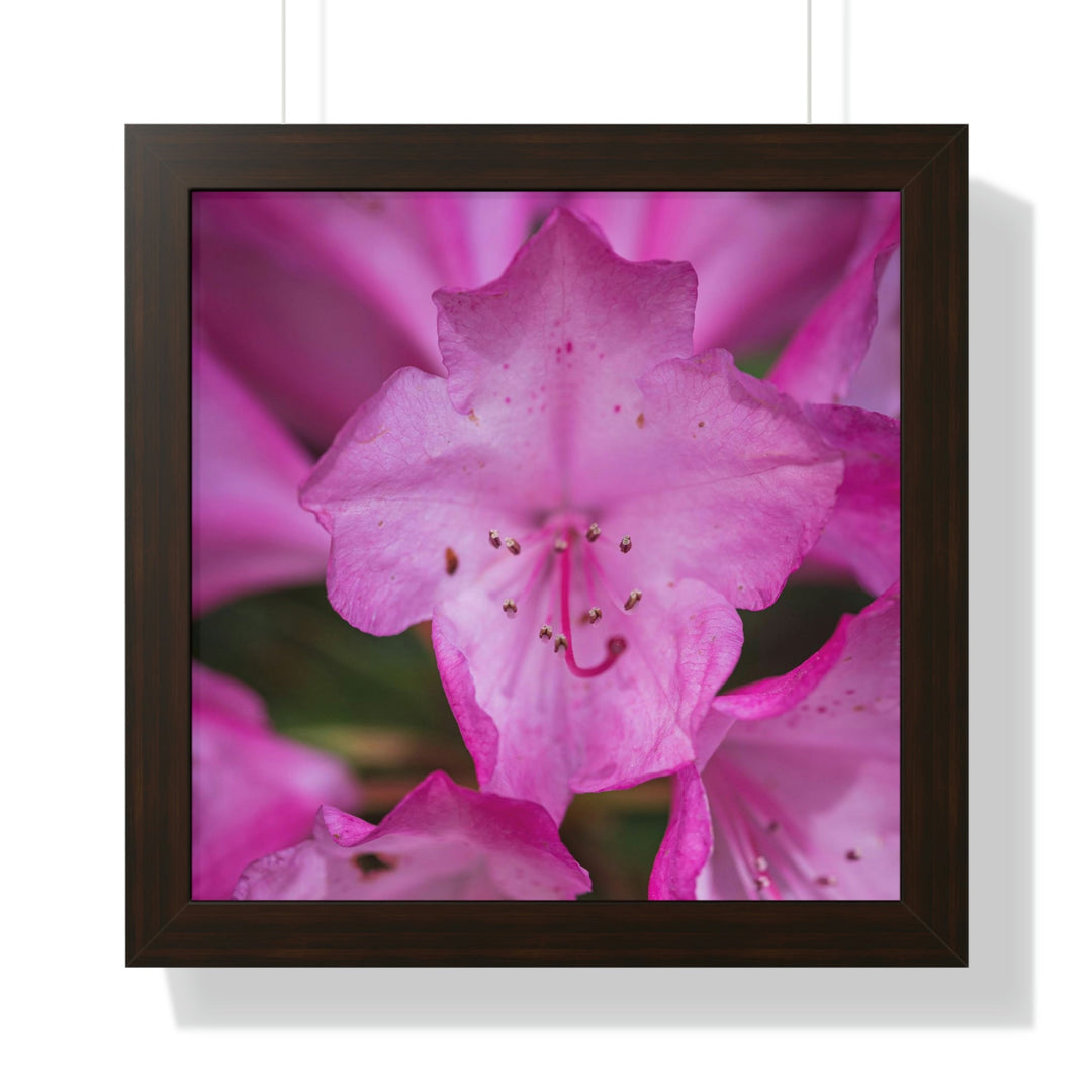 Soft Pinks - Framed Print - Visiting This World