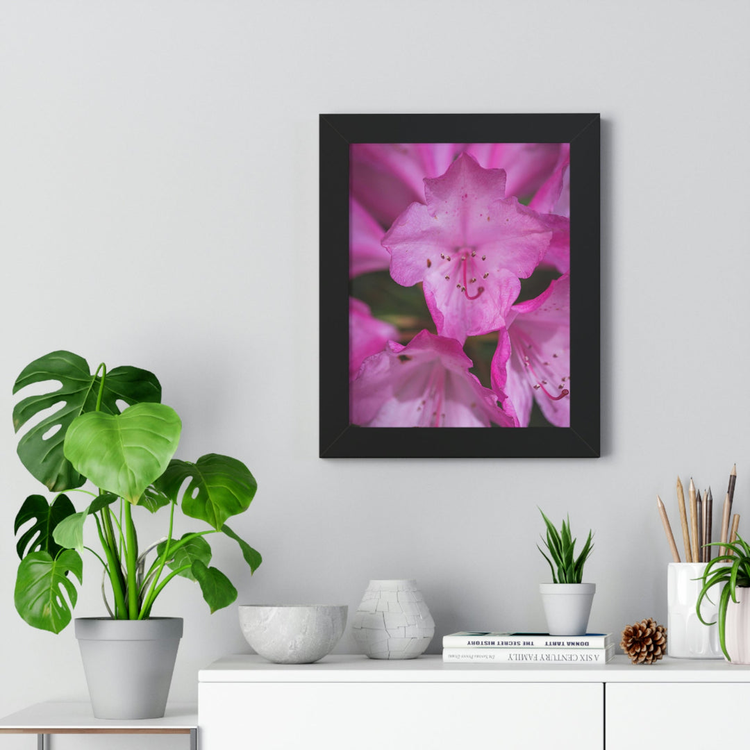 Soft Pinks - Framed Print - Visiting This World