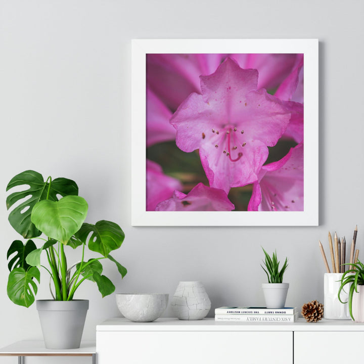 Soft Pinks - Framed Print - Visiting This World