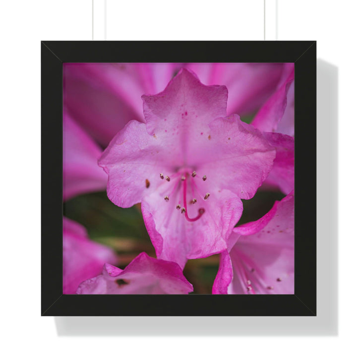 Soft Pinks - Framed Print - Visiting This World