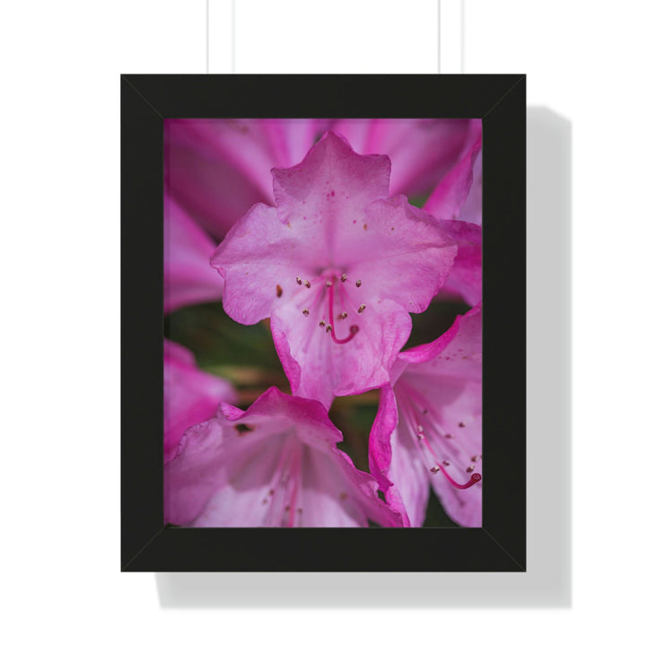 Soft Pinks - Framed Print - Visiting This World