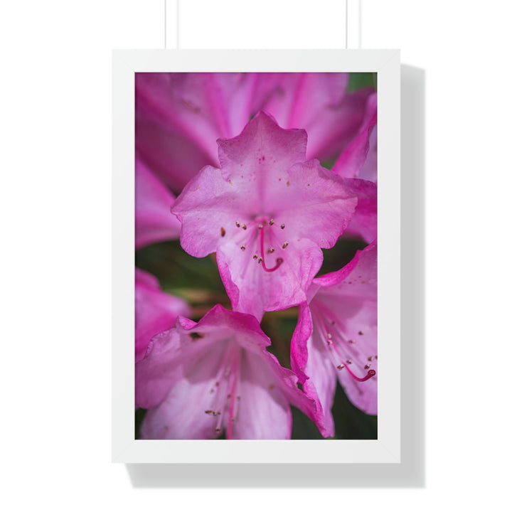 Soft Pinks - Framed Print - Visiting This World