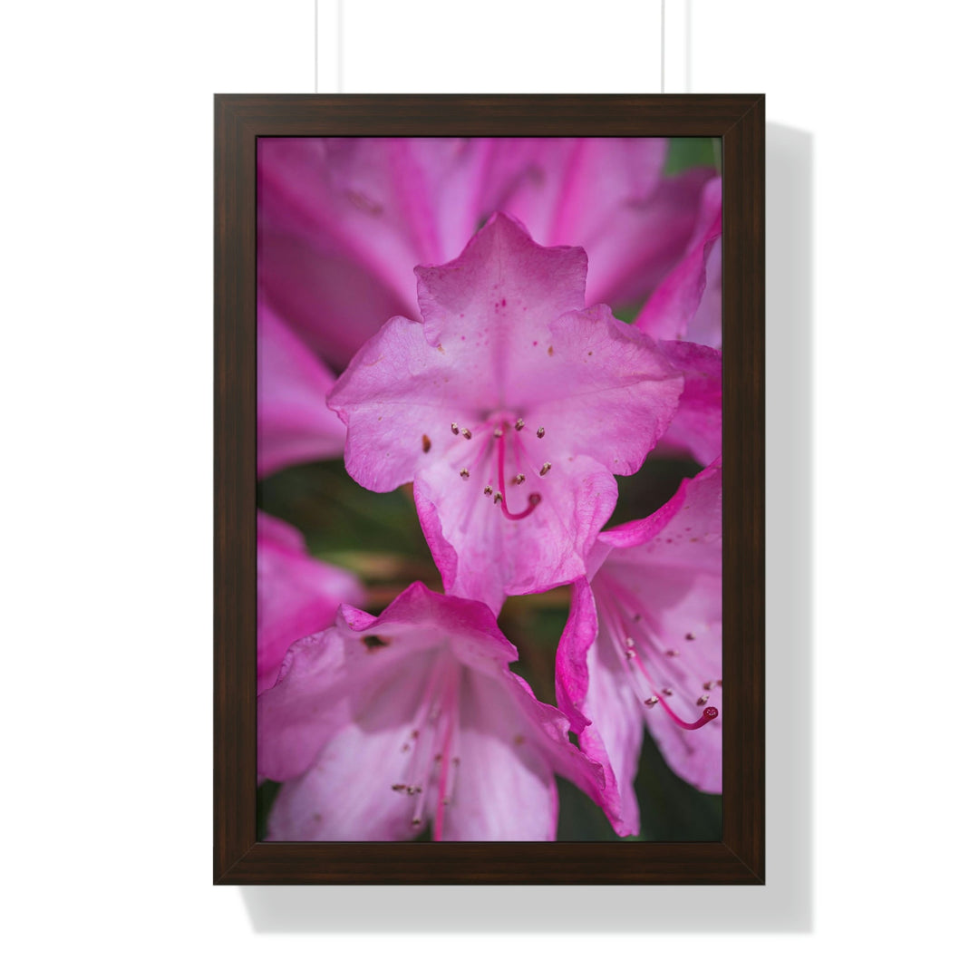 Soft Pinks - Framed Print - Visiting This World