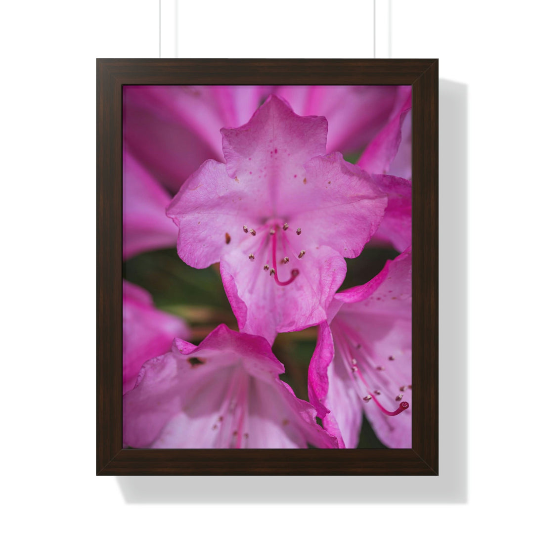 Soft Pinks - Framed Print - Visiting This World