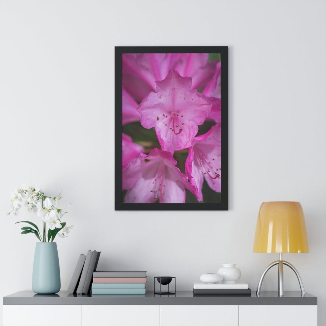 Soft Pinks - Framed Print - Visiting This World