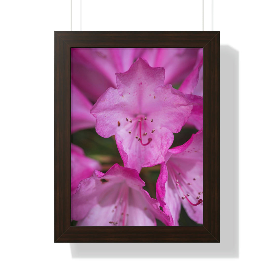 Soft Pinks - Framed Print - Visiting This World