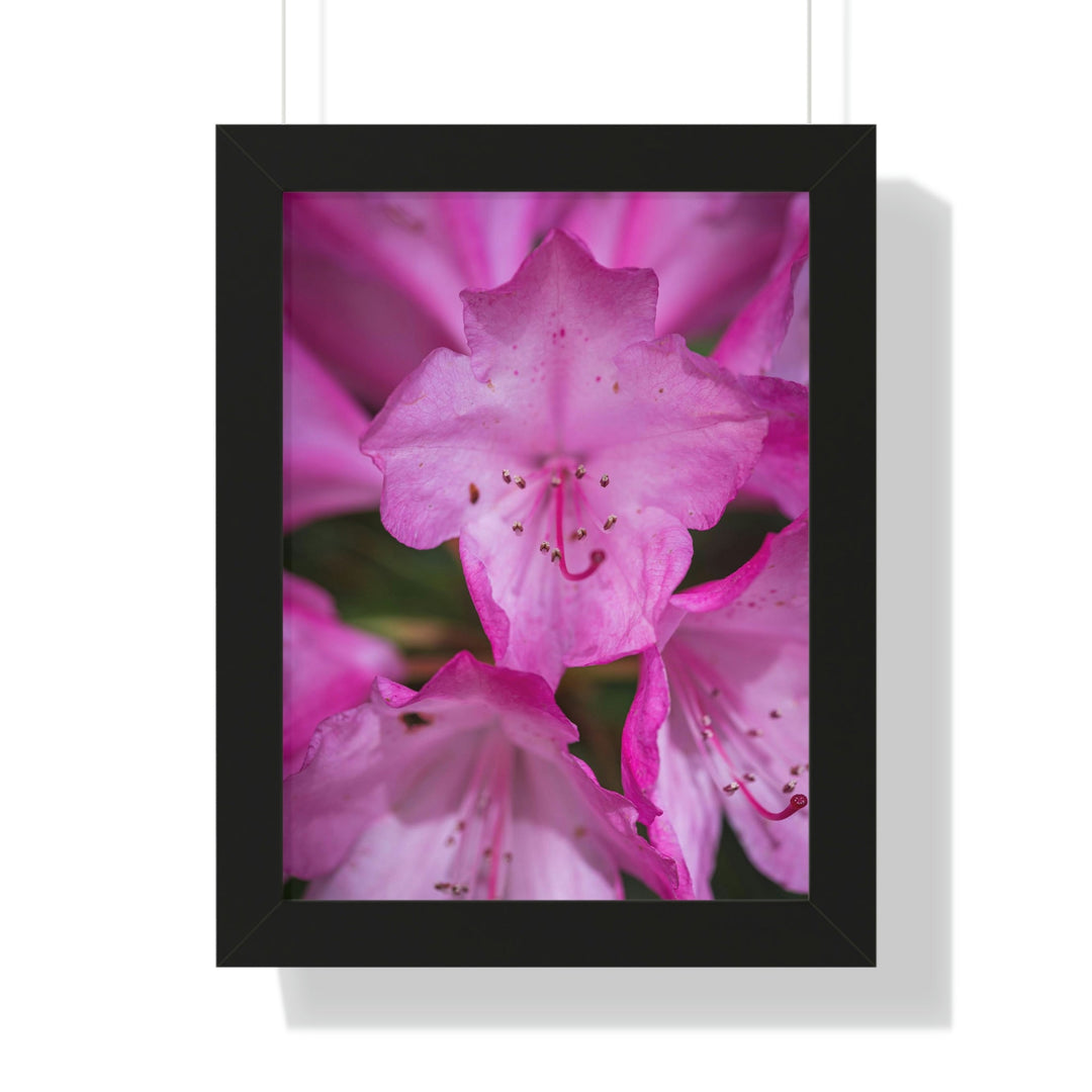 Soft Pinks - Framed Print - Visiting This World