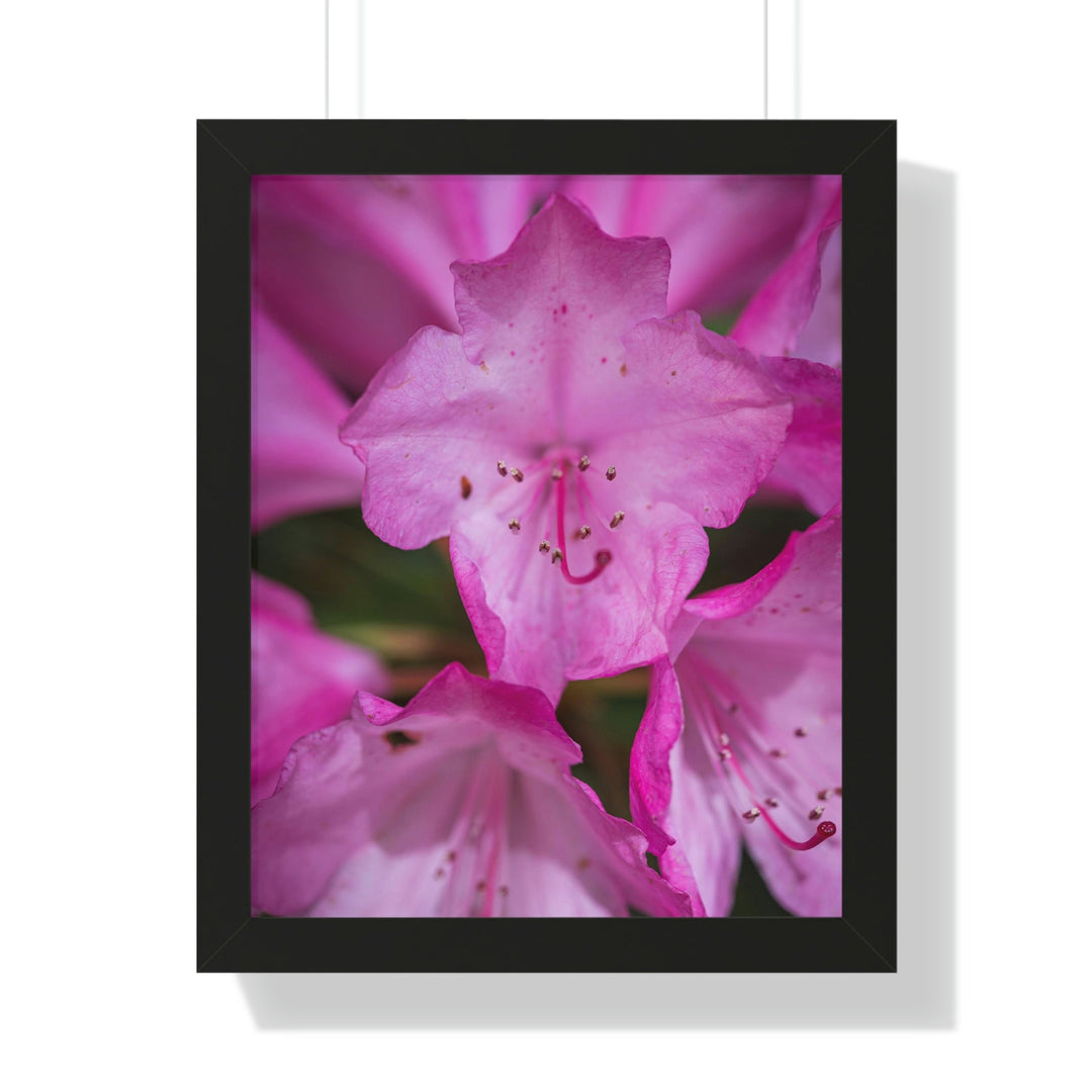 Soft Pinks - Framed Print - Visiting This World