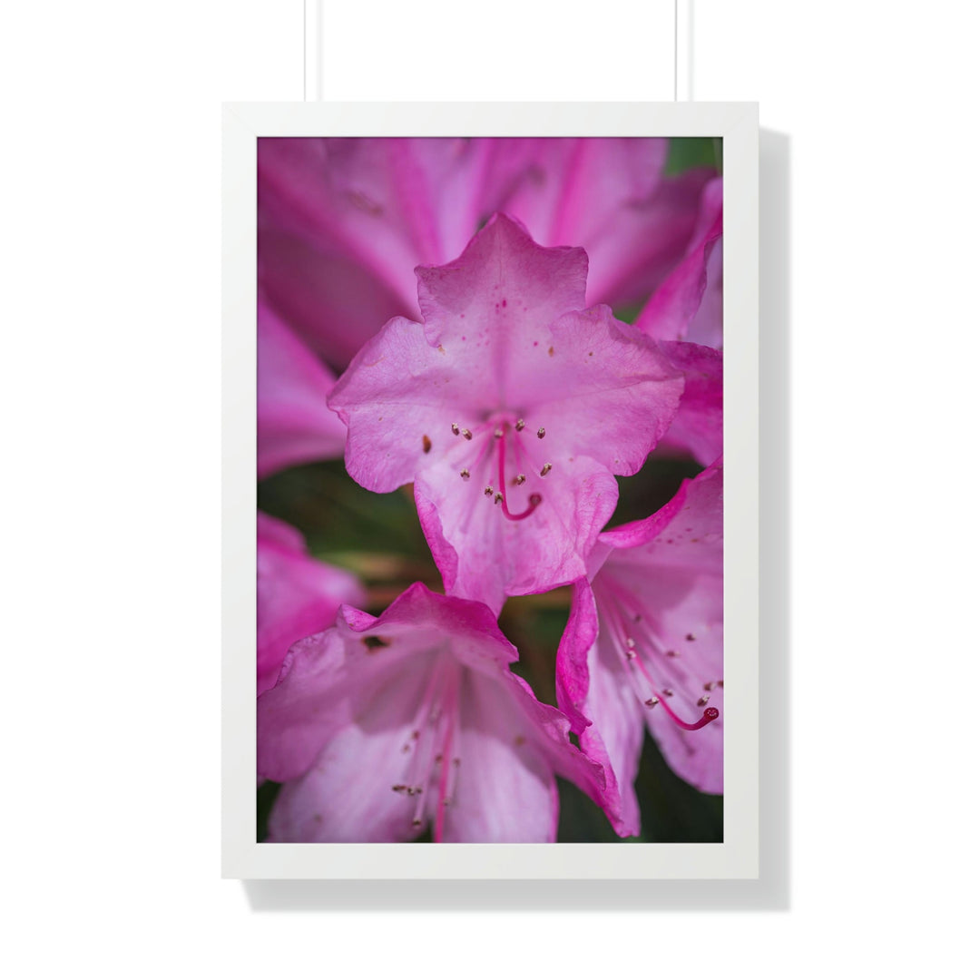 Soft Pinks - Framed Print - Visiting This World