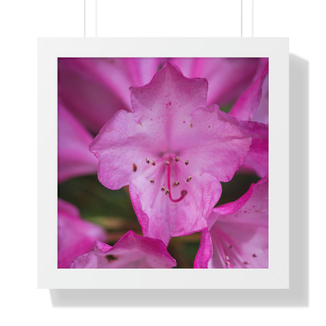 Soft Pinks - Framed Print - Visiting This World