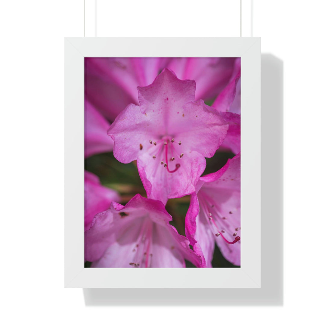 Soft Pinks - Framed Print - Visiting This World