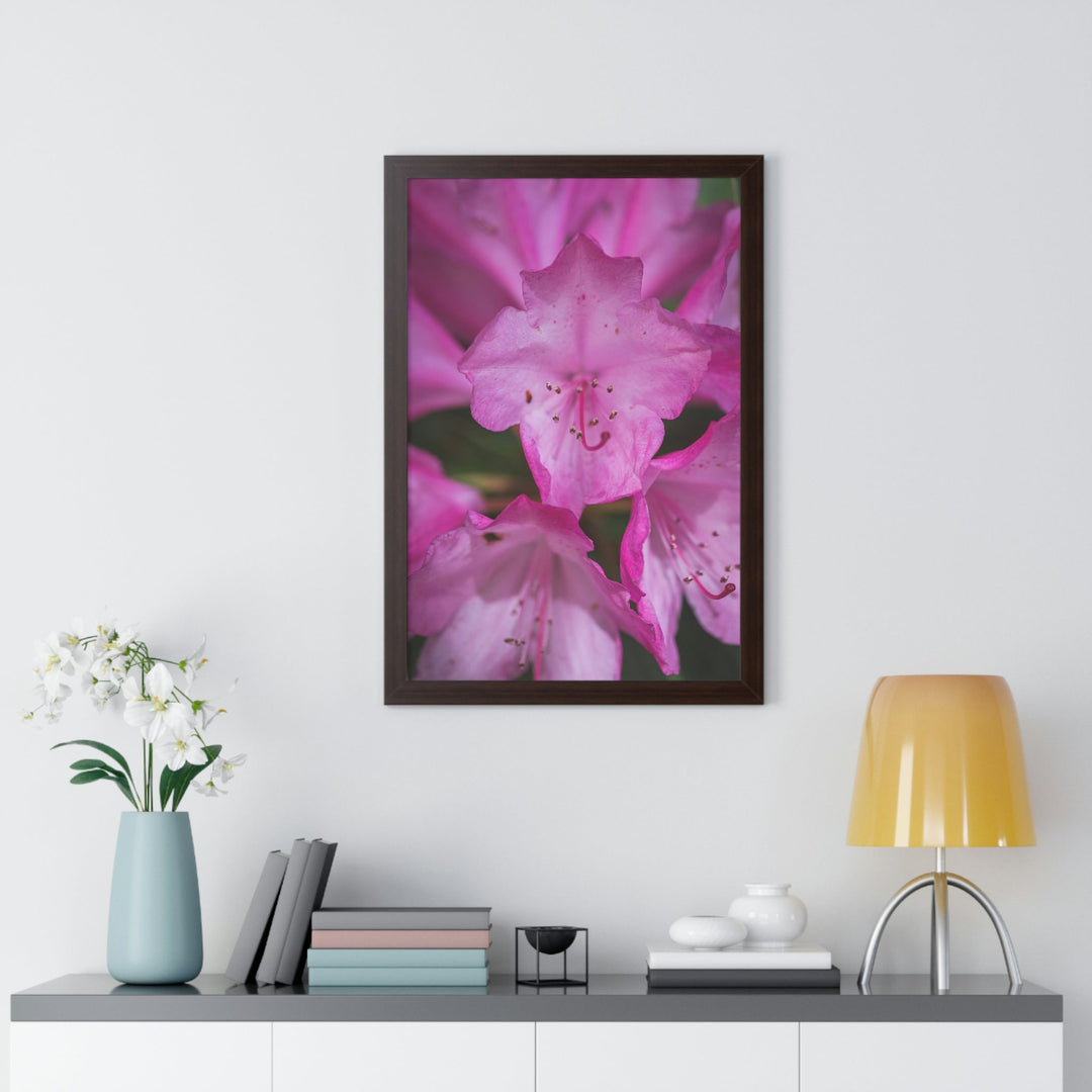 Soft Pinks - Framed Print - Visiting This World