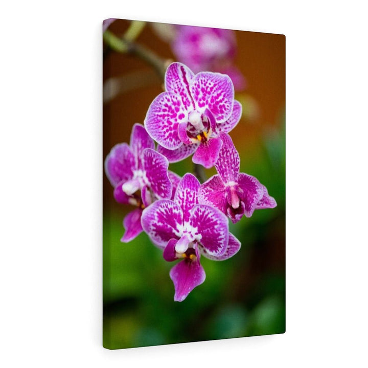 Spotted Orchid - Canvas - Visiting This World