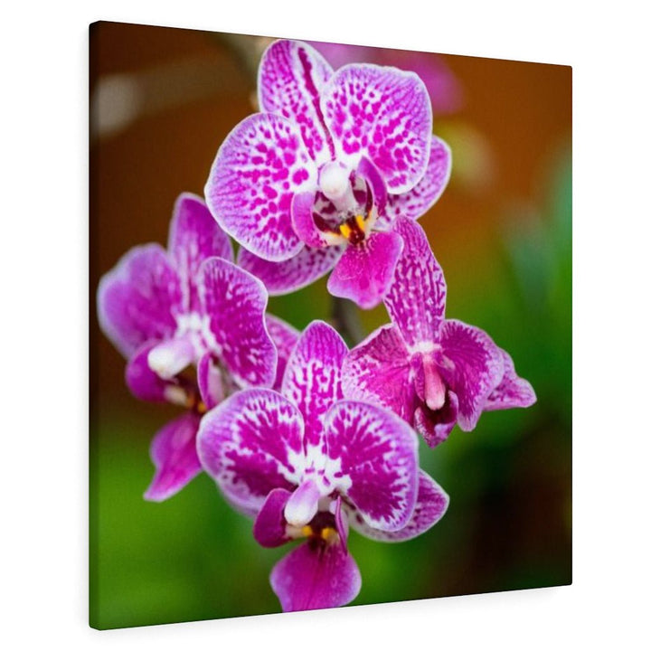 Spotted Orchid - Canvas - Visiting This World