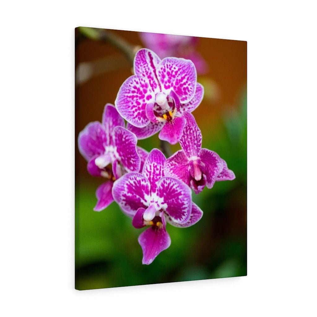 Spotted Orchid - Canvas - Visiting This World