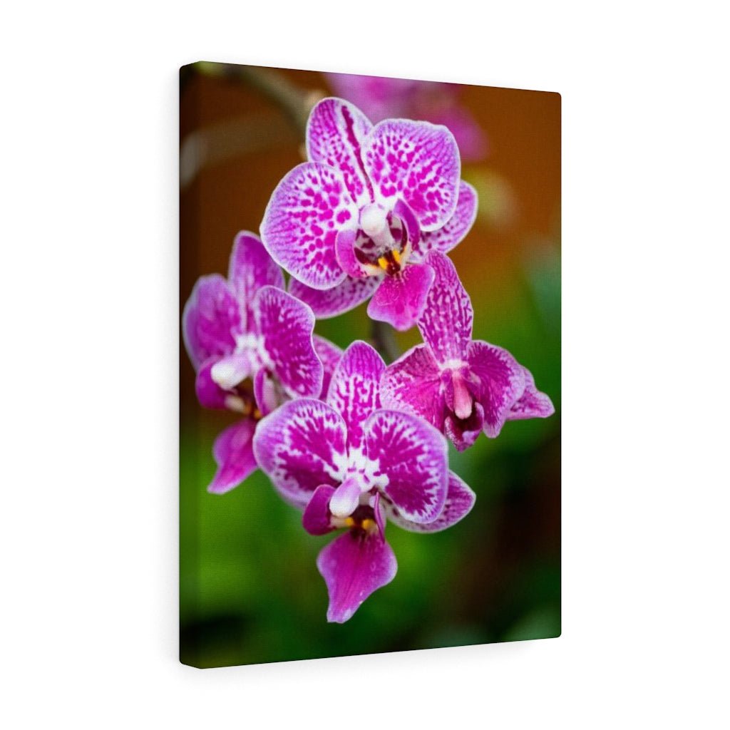 Spotted Orchid - Canvas - Visiting This World