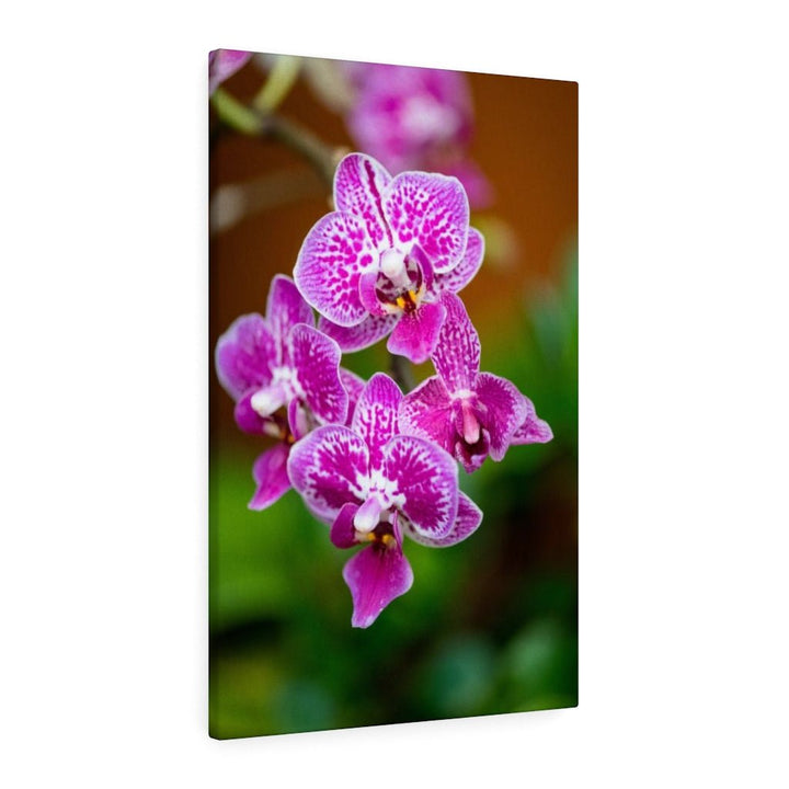 Spotted Orchid - Canvas - Visiting This World