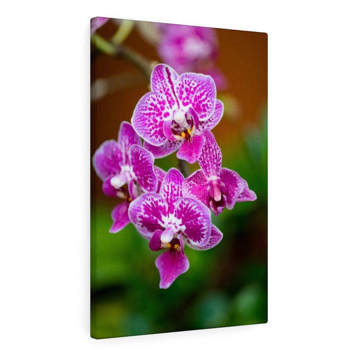 Spotted Orchid - Canvas - Visiting This World