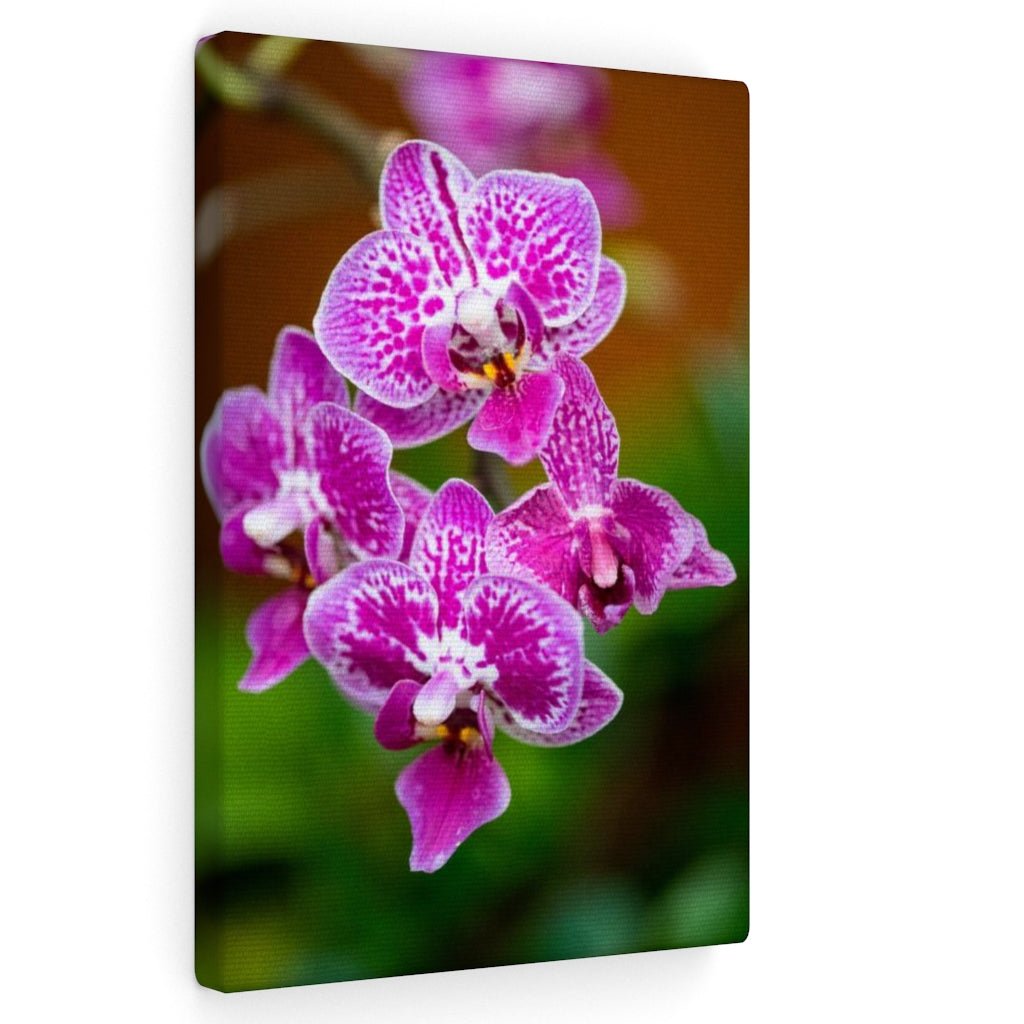 Spotted Orchid - Canvas - Visiting This World