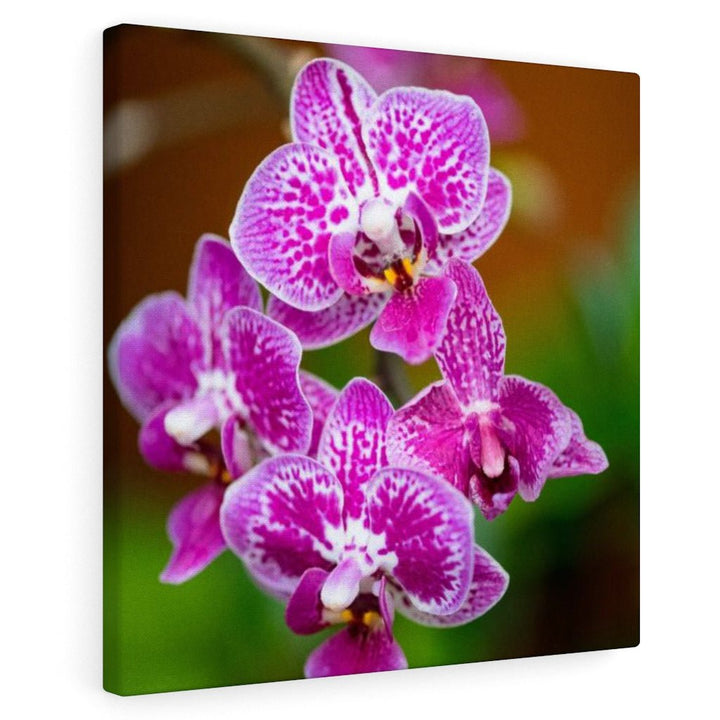 Spotted Orchid - Canvas - Visiting This World