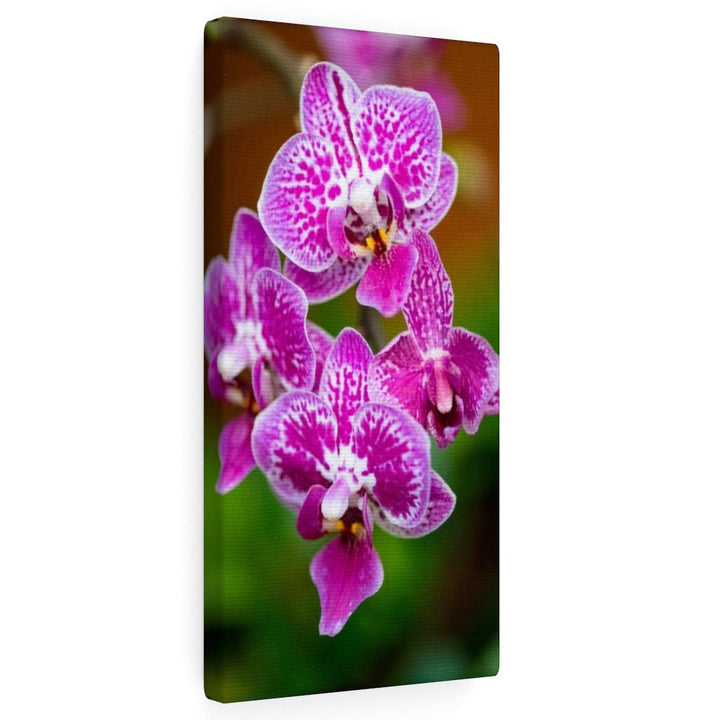 Spotted Orchid - Canvas - Visiting This World