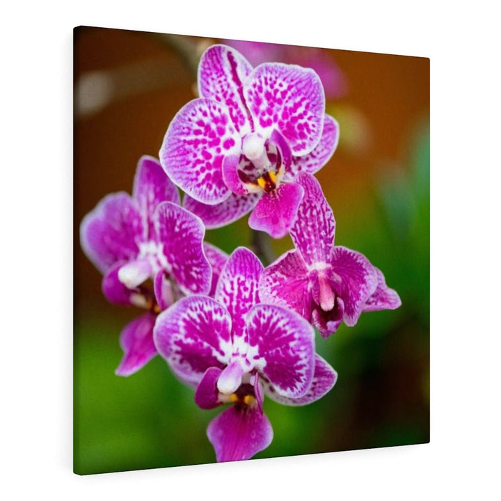 Spotted Orchid - Canvas - Visiting This World