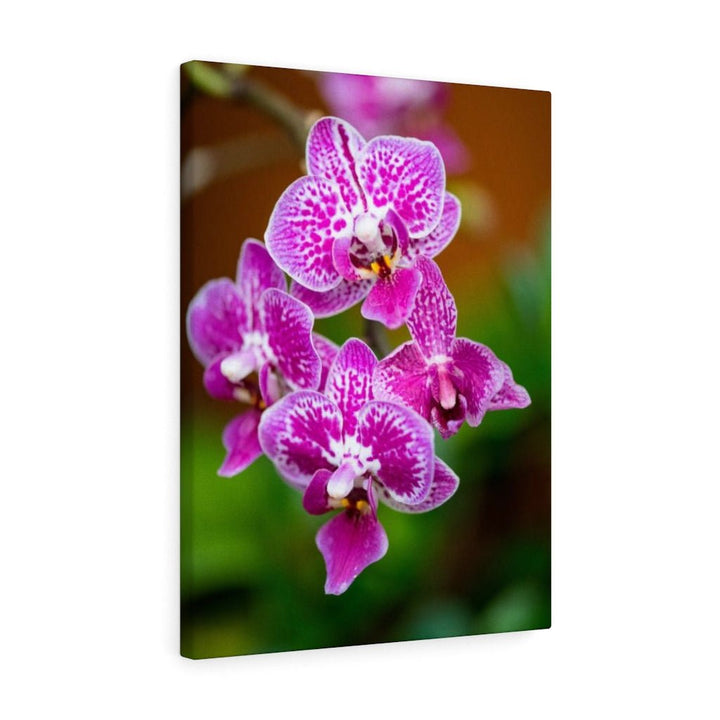 Spotted Orchid - Canvas - Visiting This World