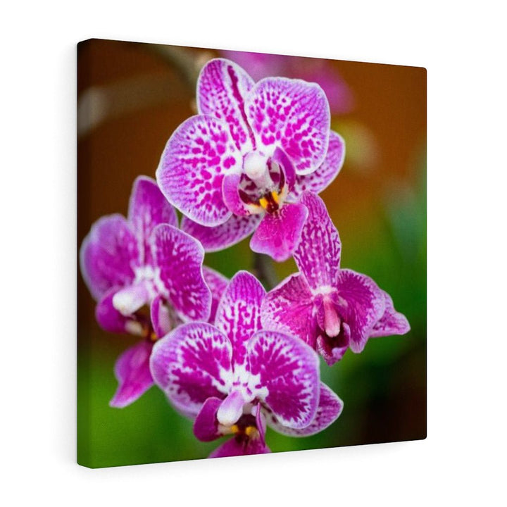 Spotted Orchid - Canvas - Visiting This World