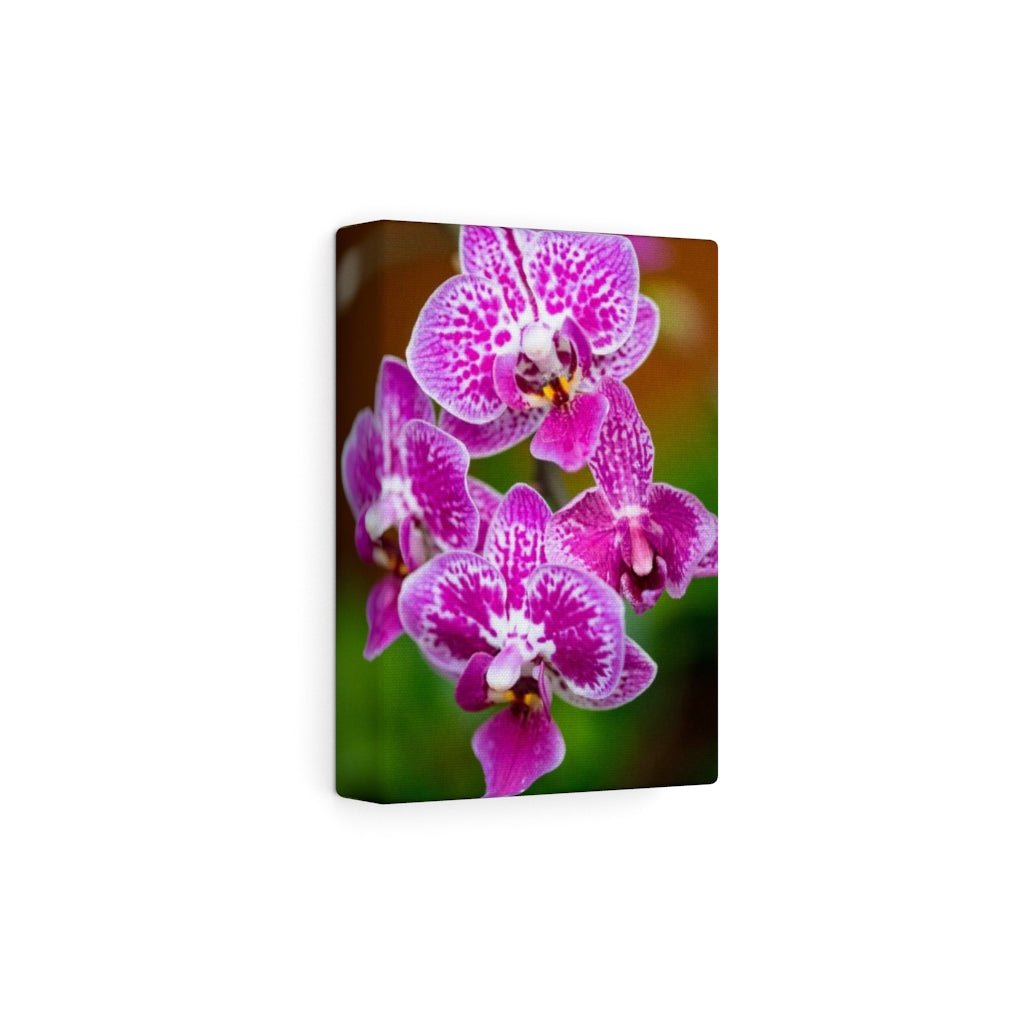 Spotted Orchid - Canvas - Visiting This World