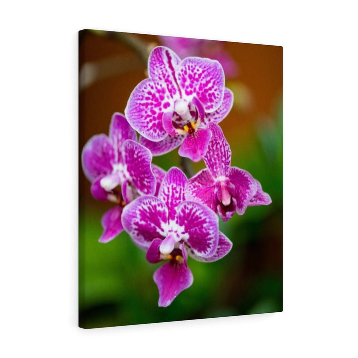 Spotted Orchid - Canvas - Visiting This World