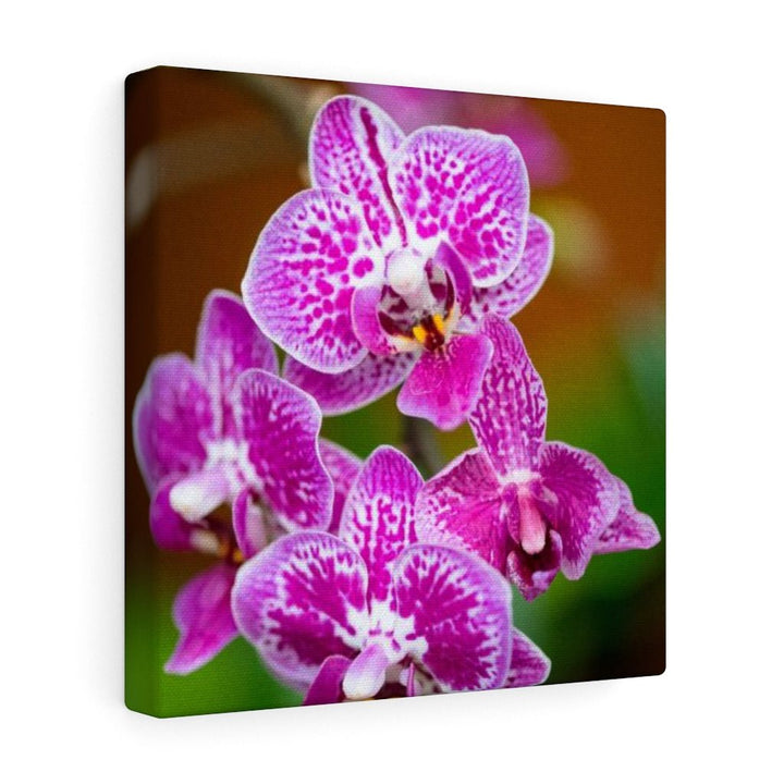 Spotted Orchid - Canvas - Visiting This World