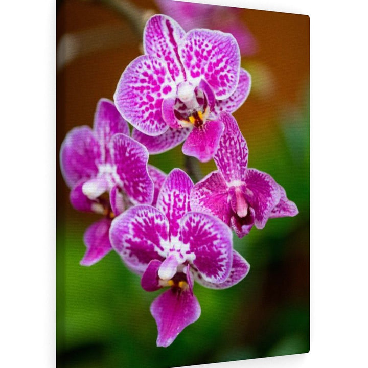 Spotted Orchid - Canvas - Visiting This World